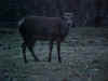 BICHE.jpg (65670 octets)